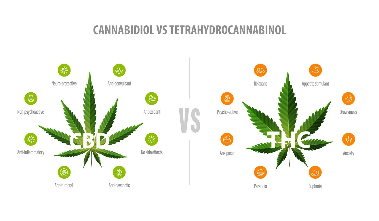 Perbedaan CBD dan THC dalam Tanaman Cannabis